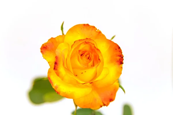 Yellow Rose White Background Gift Holiday Beautiful Flower — Stock Photo, Image