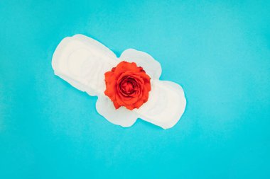 Mavi arka planda kırmızı gül yapraklı kadın pedi. Tıbbi fotoğraf konsepti. Jinekolojik adet döngüsü. Kritik günlerde kadın hijyeni.