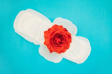 Mavi arka planda kırmızı gül yapraklı kadın pedi. Tıbbi fotoğraf konsepti. Jinekolojik adet döngüsü. Kritik günlerde kadın hijyeni.