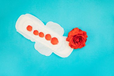 Mavi arka planda kırmızı gül yapraklı kadın pedi. Tıbbi fotoğraf konsepti. Jinekolojik adet döngüsü. Kritik günlerde kadın hijyeni.