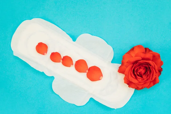 Mavi arka planda kırmızı gül yapraklı kadın pedi. Tıbbi fotoğraf konsepti. Jinekolojik adet döngüsü. Kritik günlerde kadın hijyeni.