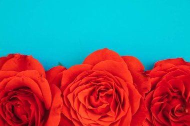 Mavi arka planda üç kırmızı gül. Tatil hediyesi. Güzel çiçek. 8 Mart ve Anneler Günü için bir hediye..