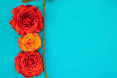 Mavi arka planda iki kırmızı ve bir sarı gül. Çiçeklerin yanında dikenli bir sap var. Bayram hediyesi. Güzel çiçek. 8 Mart ve Anneler Günü için bir hediye..