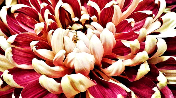 Bor Színes Scarlet Dahlia Közelről Fényképet Fali Dekoráció Természetes Textúra — Stock Fotó