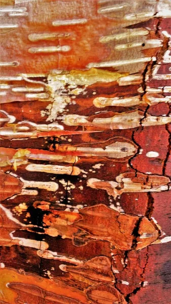 Abstract Capture Tree Bark Reveals Its Natural Beauty — Stock Photo, Image