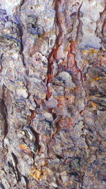 Parkta çekilen eski bir ağaç kabuğunun soyut bir şekilde yakalanması. Nature By Design koleksiyonu. Doku arka planı.