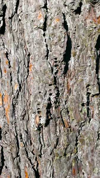 Beautiful Natural Tree Bark Closeup Pattern Web Page Fill — Stock Photo, Image