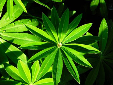 Yeşil yapraklı çiğ damlaları