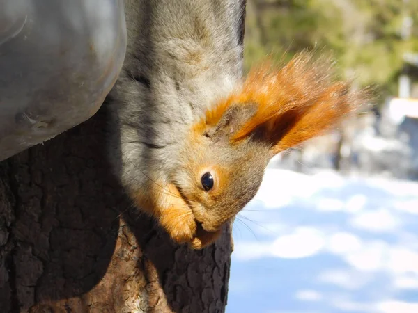 Eekhoorn Eten Van Een Feeder Een Boom Het Park — Stockfoto