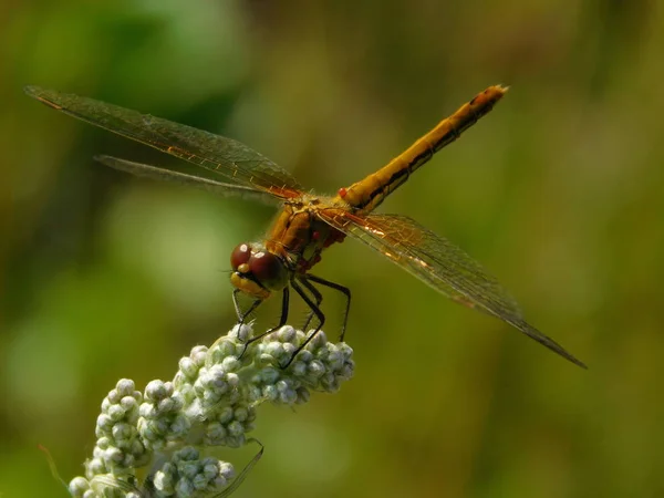 Dragonfly Sitting Flower — Stock Photo, Image