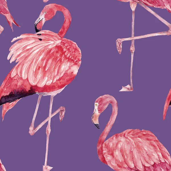 Pembe flamingolar dikişsiz suluboya deseni. Hayvanat bahçesi kuş parkı. Akın pembe kuşlar, pembe tüyler, suluboya arka plan ile el çizilmiş illüstrasyon Telifsiz Stok Fotoğraflar
