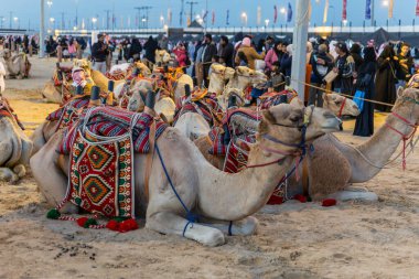 Suudi Arabistan 'ın Abqaiq bölgesindeki Desert Safari' de develer. Şehir: Dammam, Ülke: Suudi Arabistan. 5 Ocak 2019.