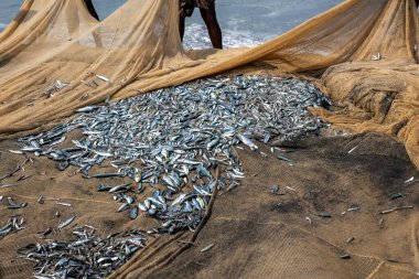 Balıkçılık Sanatı: Sardalyalar Yakalandı ve Cezalandı
