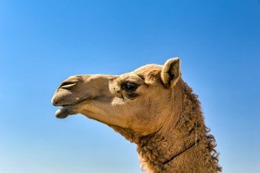 Çölde Deve Başı Kapanış Portresi.