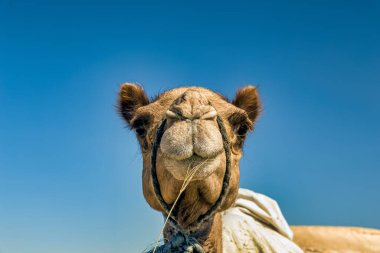 Çölde Deve Başı Kapanış Portresi.