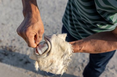 Elinde beyaz yengeç tutan bir adamın yakın çekimi.