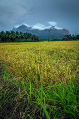 Nagerboil, Tamil Nadu, Güney Hindistan 'da dağlar ve mavi gökyüzü olan güzel çeltik pirinç tarlaları manzarası..