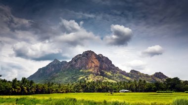 Nagerboil 'de dağ ve mavi gökyüzü arka planıyla Paddy pirinç tarlası yetiştiren güzel bir manzara. Tamil Nadu, Güney Hindistan.