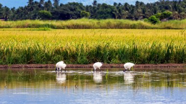 Gölde beyaz flamingolar