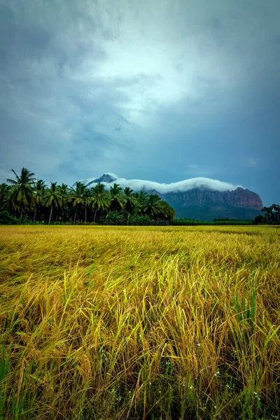 Nagerboil, Tamil Nadu, Güney Hindistan 'da dağlar ve mavi gökyüzü olan güzel çeltik pirinç tarlaları manzarası..