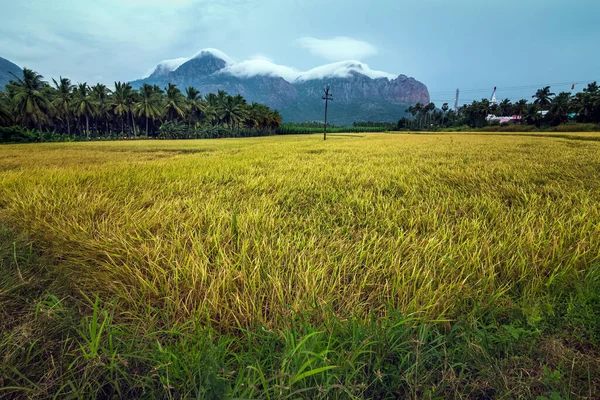 Nagerboil, Tamil Nadu, Güney Hindistan 'da dağlar ve mavi gökyüzü olan güzel çeltik pirinç tarlaları manzarası..