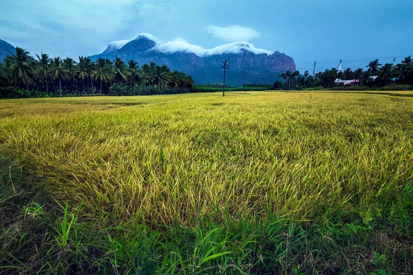 Nagerboil, Tamil Nadu, Güney Hindistan 'da dağlar ve mavi gökyüzü olan güzel çeltik pirinç tarlaları manzarası..