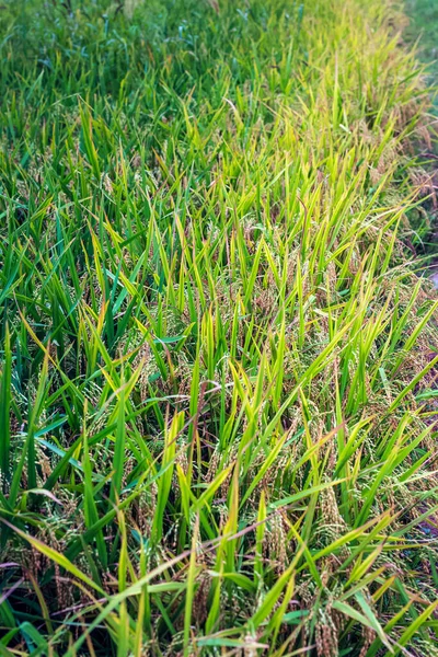 Çiftlikteki olgun pirinç tarlası hasat için hazır..