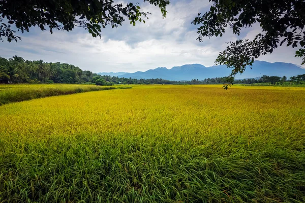Nagerboil, Tamil Nadu, Güney Hindistan 'da dağlar ve mavi gökyüzü olan güzel çeltik pirinç tarlaları manzarası..