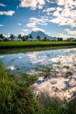 pirinç tarlaları ve mavi gökyüzü