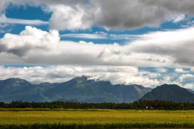 green paddy field in the morning.