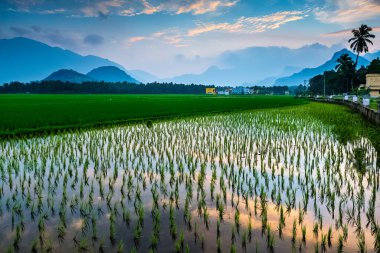 Güzel bir gün batımı olan pirinç tarlası.