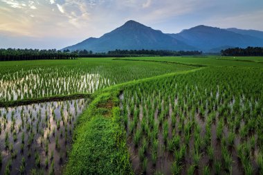 Pirinç tarlası, gün doğumunda.