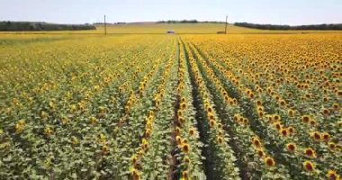 Havadan görünüm: tam olarak satırlar arasında yana ayçiçeği ile alan üzerinde açıklık