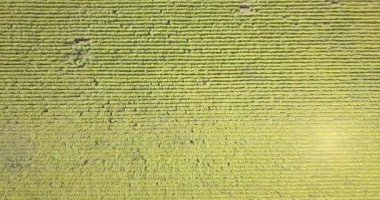 Havadan görünüm: açık gündüz ayçiçeği ile bir alan üzerinde yüksek irtifada uçan.