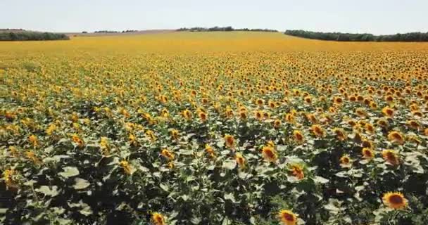 Aerial View Taking Bottom Sunflower Its Height Flying Field Sunflowers — Stock Video