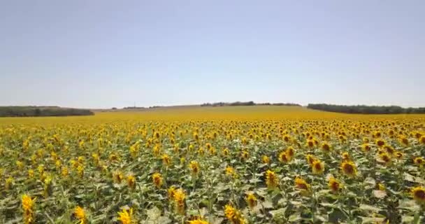 Vue aérienne : vol au-dessus d'un champ de tournesol au soleil clair. Démarre lentement puis rapidement 