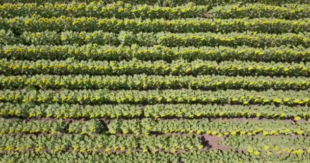 鸟瞰图 使用四轴飞行器降落在带有向日葵的田野上 — 图库视频影像