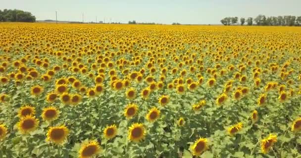 Vue aérienne : une caméra lente se lève au-dessus d'un champ de tournesols et survole un champ 