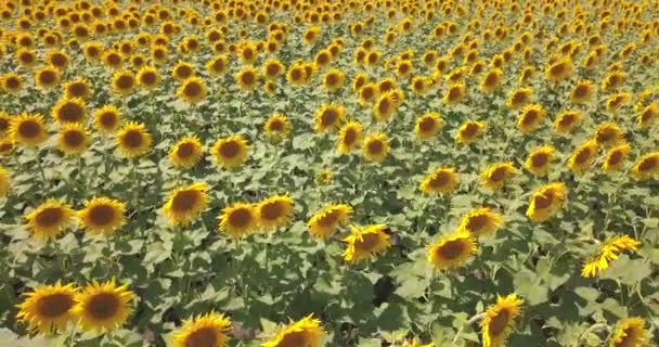 Vue aérienne : une caméra lente se lève au-dessus d'un champ de tournesols et survole un champ 