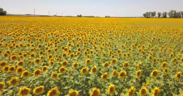 Luchtfoto Vlucht Een Veld Van Zonnebloemen Een Grote Hoogte Waar — Stockvideo