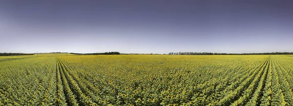 Foto Panorâmica Girassóis Uma Altura Durante Dia — Fotografia de Stock