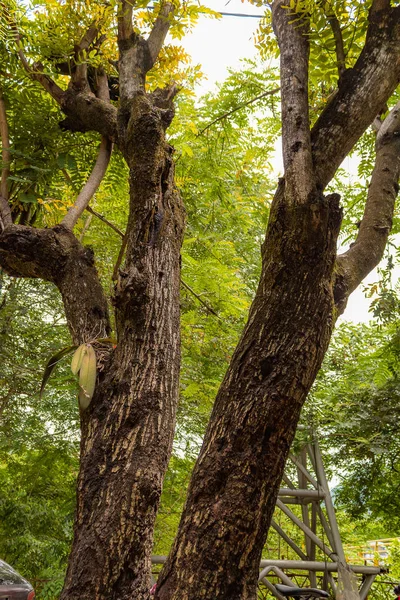 Arkaplanda Yeşil Ağaç — Stok fotoğraf