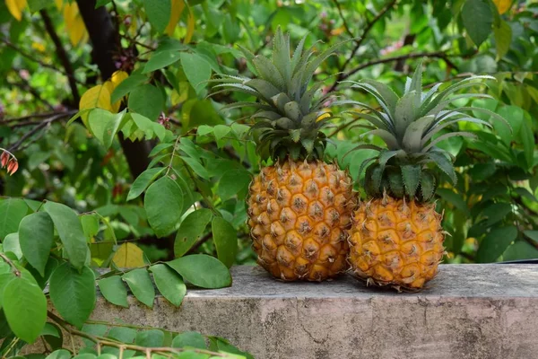 Frische Bio Ananas Mit Blättern Hintergrund lizenzfreie Stockfotos