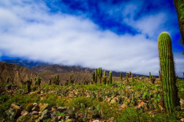 Pucara de Tilcara, Jujuy, Arjantin bir arkeolojik şehir de kaktüs güzel bir görünüm