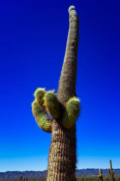 Cacto Parque Nacional Los Cardones Salta Argentina — Fotografia de Stock