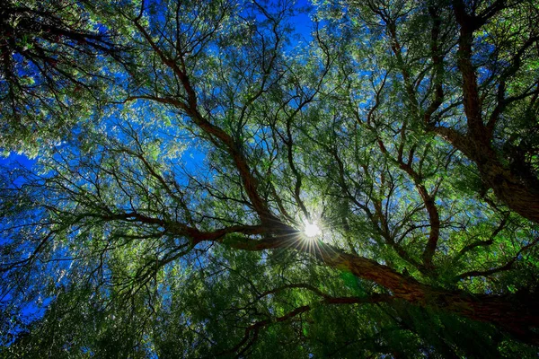 Вид Деревья Снизу Качи Сальта Аргентина — стоковое фото