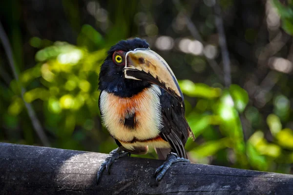 Pichi Collajero Från Bar Island Colombia — Stockfoto