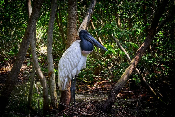 Een Prachtige Jabiru Van Baru Island Cartagena Colombia — Stockfoto