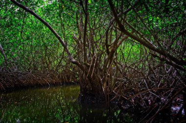Cartagena 'nın Mangrove Bataklığı, Kolombiya' dan bir manzara
