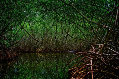 Cartagena 'nın Mangrove Bataklığı, Kolombiya' dan bir manzara